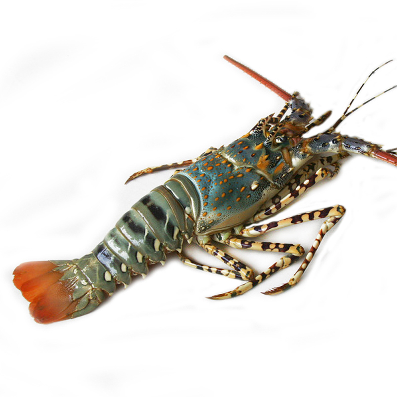 印尼冷冻青龙虾