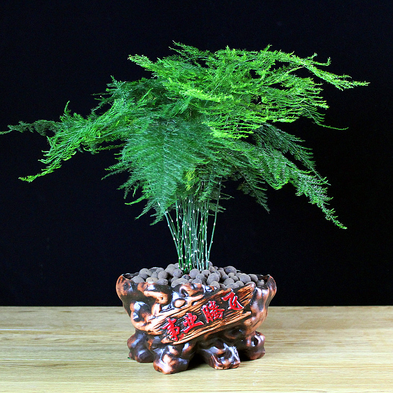 大文竹盆栽盆景办公室内文竹绿色植物客厅花卉四季常青绿植 事业腾飞