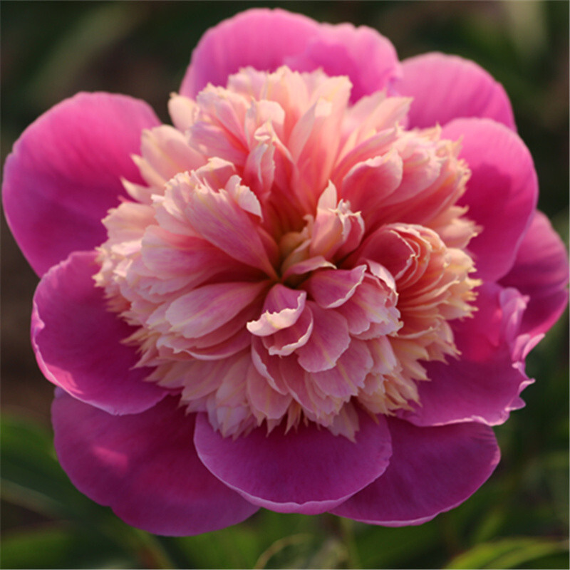 阳台盆栽花卉带芽芍药种根芍药花苗牡丹花苗当年可开花易成活 莲台