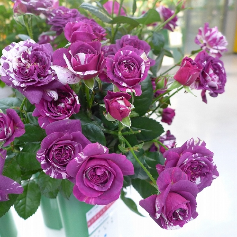 芬芳宝石 月季花 成品扦插小苗日月切花浓香阳台庭院植物玫瑰花卉