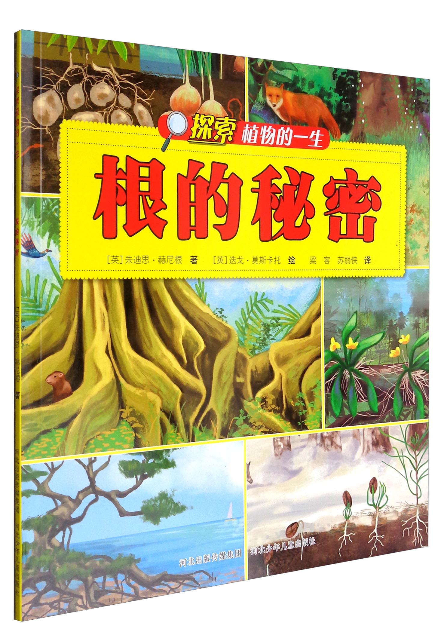 探索植物的一生:根的秘密