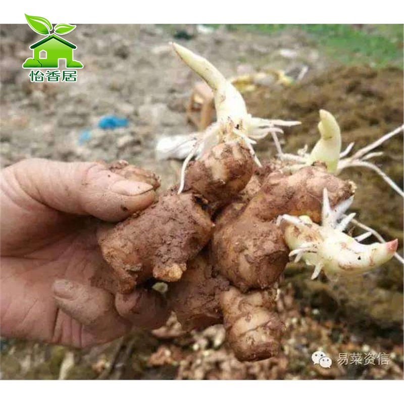 怡香居  生姜  生姜苗老姜种子苗 农家种植  姜苗 姜芽 生姜带芽5斤