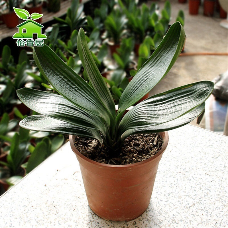 芗苒 品牌报价图片优惠券 芗苒品牌优惠商品大全 2 虎窝购