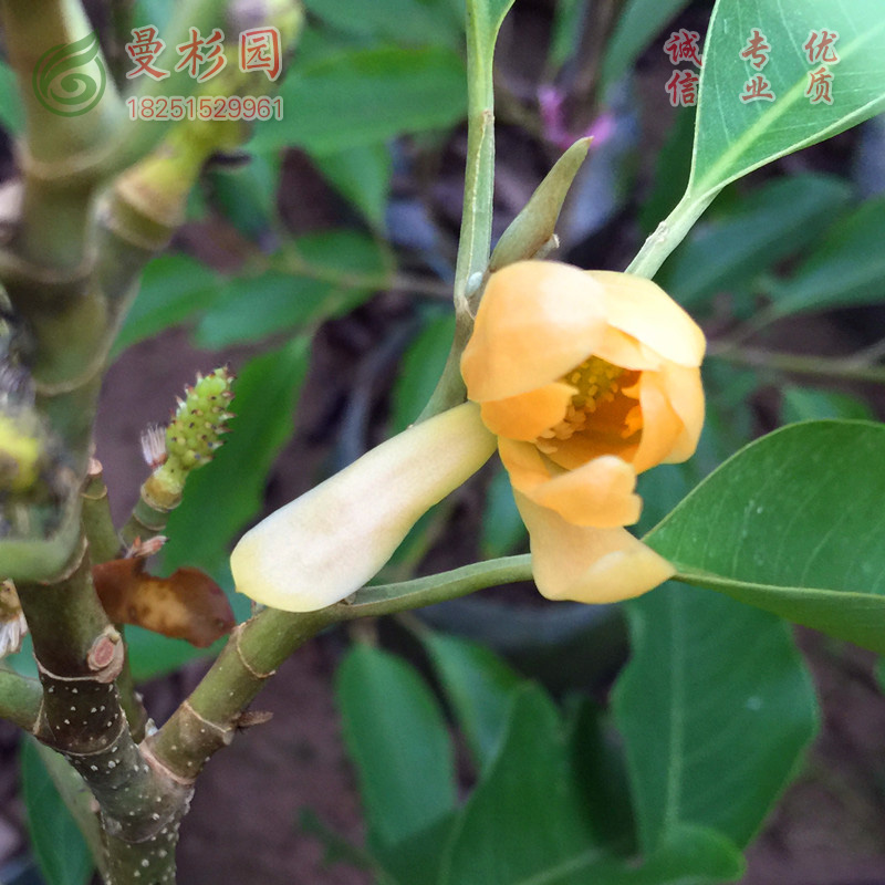 白兰花苗 黄角兰 黄兰 浓香型庭院别墅小区植物盆栽 黄兰 30-50cm高