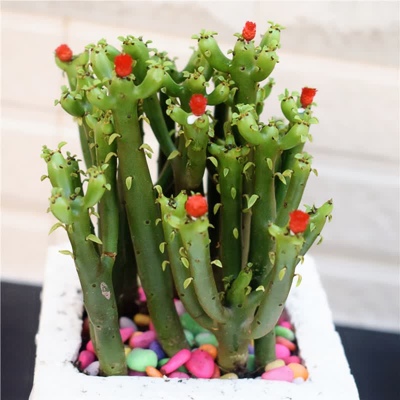 孙凯(sunkai)多肉植物膨珊瑚珊瑚棒光棍树肉肉植物盆栽10-12株趣味