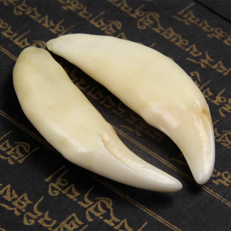 盈月5cm大号男士真藏獒牙齿吊坠项链挂件挂坠黑狼狗牙个性女士情侣