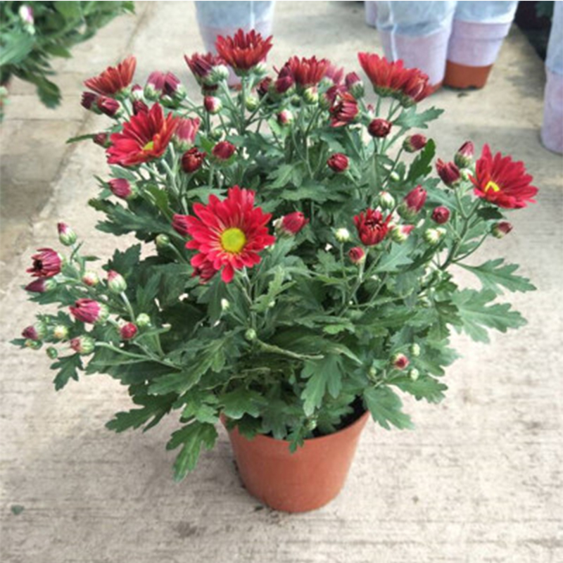 绿丝绦菊花盆栽大花带花苞荷兰菊乒乓菊室内室外好养活绿植花卉盆栽