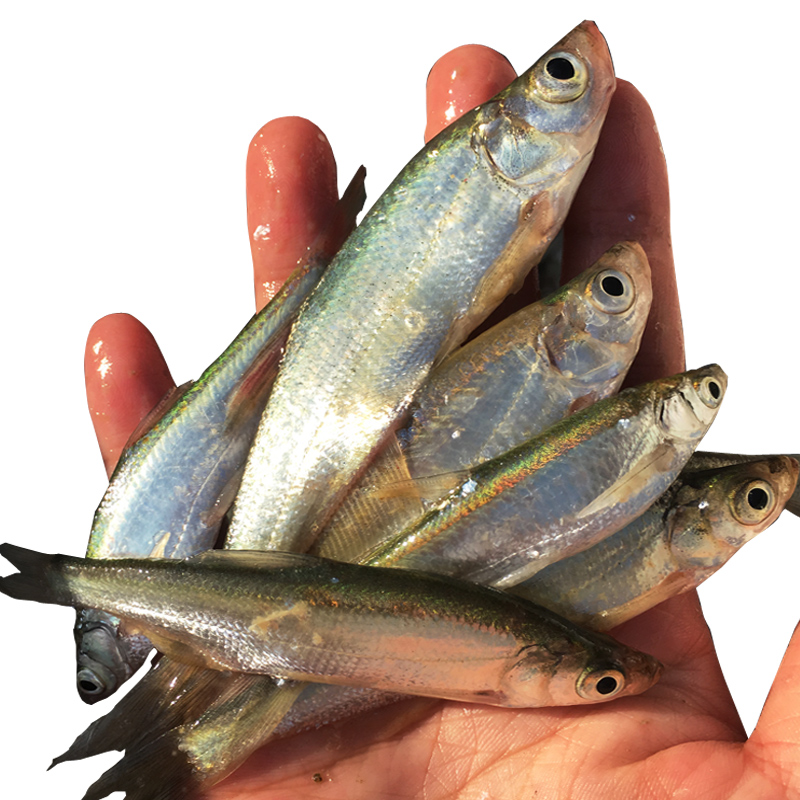 品鲜肴 淡水鱼 小白条鱼/刁子鱼/餐条鱼野外自然捕获 鲜活现杀生鲜水产 （净膛）约500g/ 1斤称约30-50条