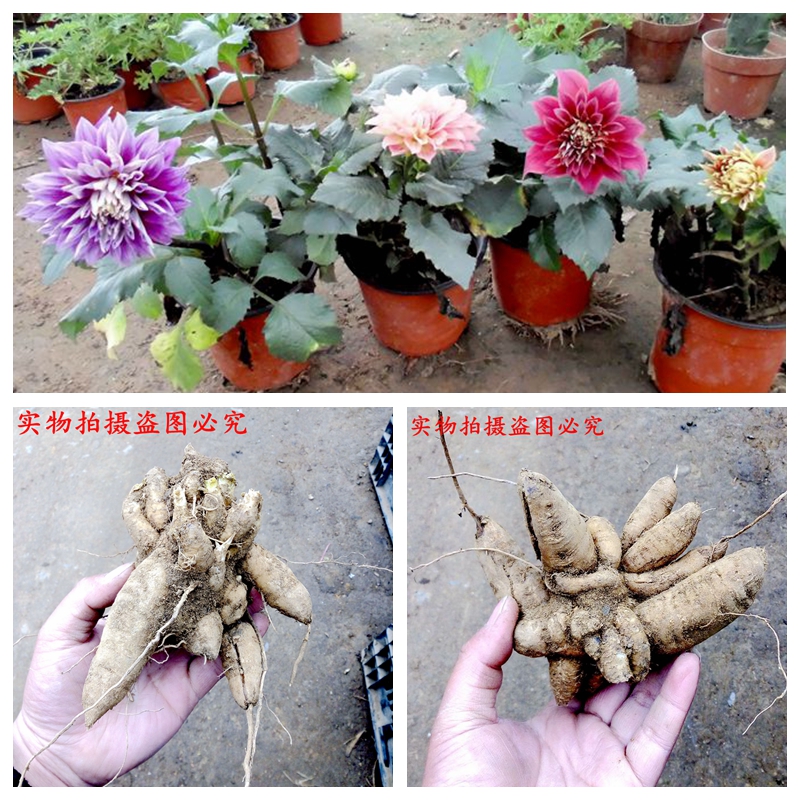 球根花卉重瓣大丽花 大丽菊 地瓜花种球 种根室内盆栽大丽花 种球一个