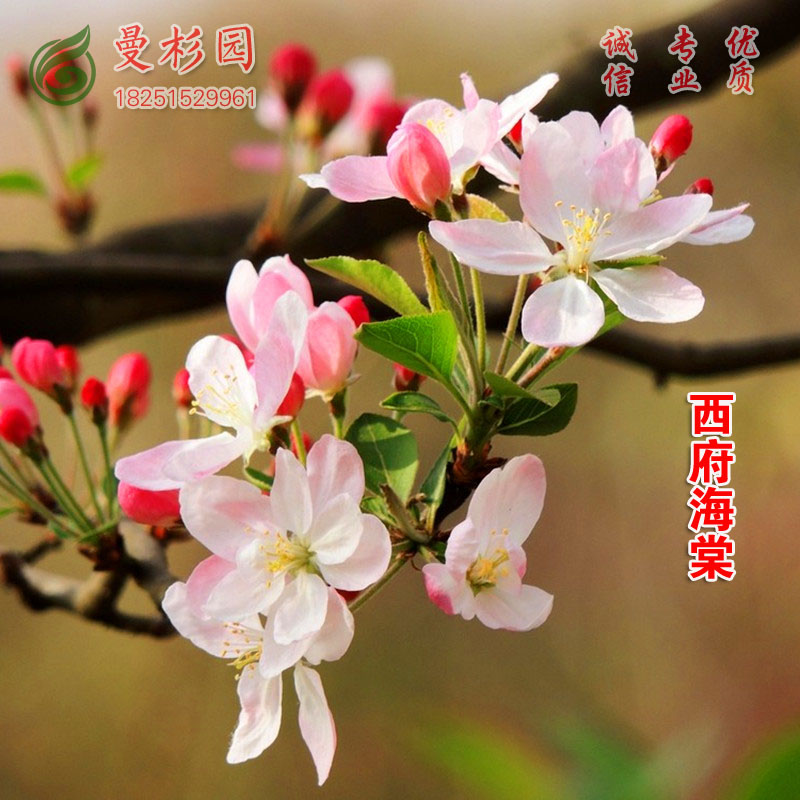 庭院花卉花苗树苗盆栽垂丝西府贴梗长寿冠海棠盆栽 西府海棠地径1