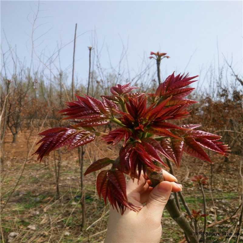 香椿苗 香春树苗 当年可食用树苗 红芽香椿 红油香椿树苗 6年苗