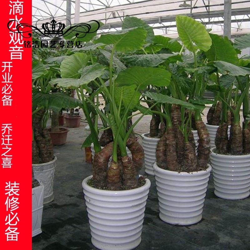 蕊鲜生滴水观音绿色观叶植物办公室客厅大型绿植盆栽花卉海芋 带叶子