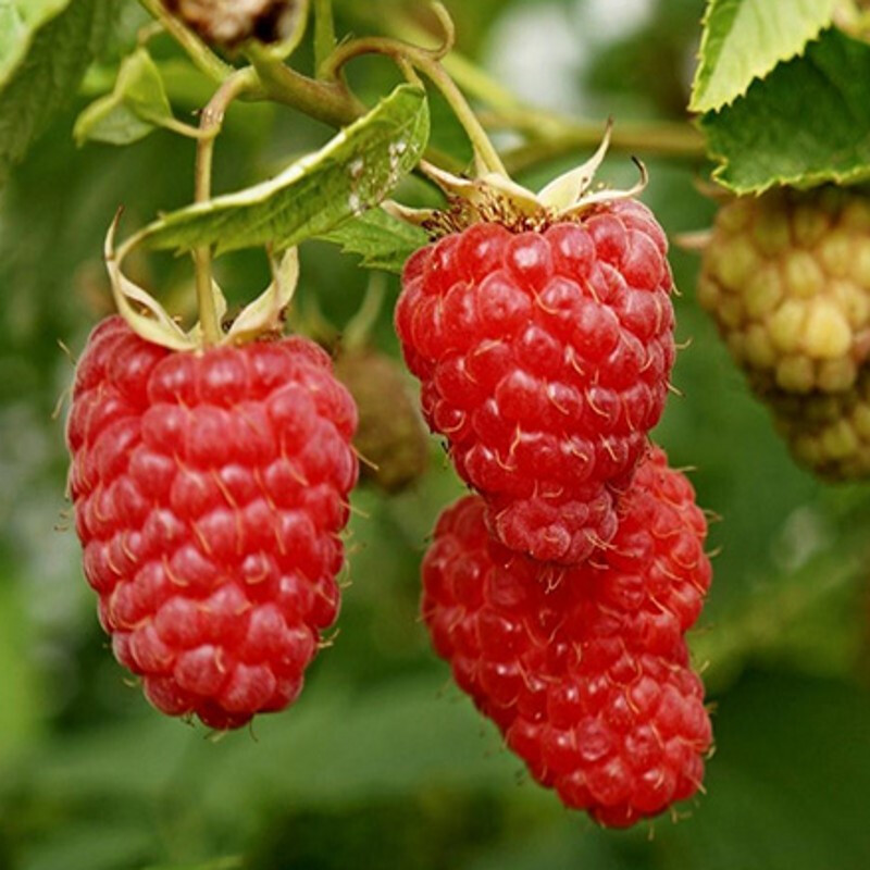 庭院盆栽单双季东北红树莓苗当年结果树莓苗盆栽地栽南北方果树苗覆盆