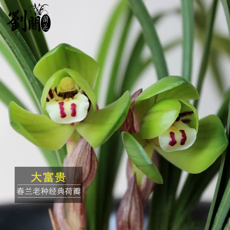 劉閣蘭花兰花经典荷瓣老种大富贵冬带花苞出售矮种办公桌花卉盆栽 2苗