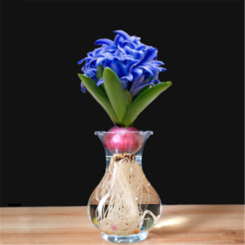 查种球价格历史|种球价格历史