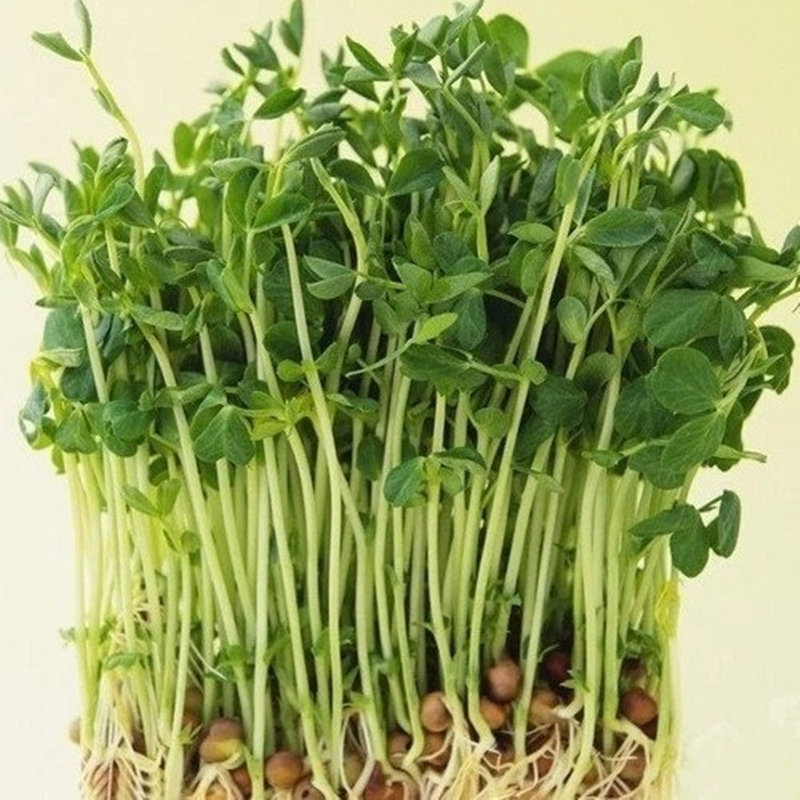 ������ С����������ե֭ѿ�����������ˮ������ֽ���ֲ���̨ ���㶹250��