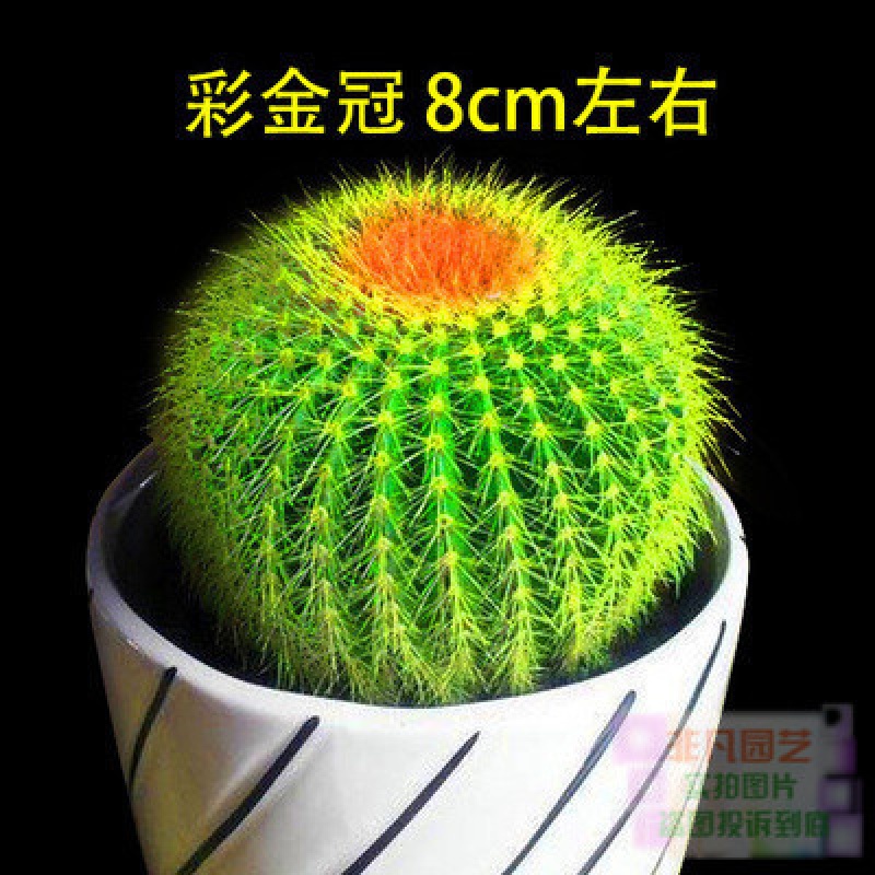 24款迷你仙人球仙人掌盆栽辦公室綠植 彩金冠/株 約8cm 不含盆