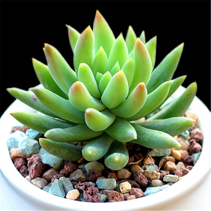 花无痕 多肉植物套装多款入门肉肉 室内多肉盆栽 绿植花卉办公室盆栽