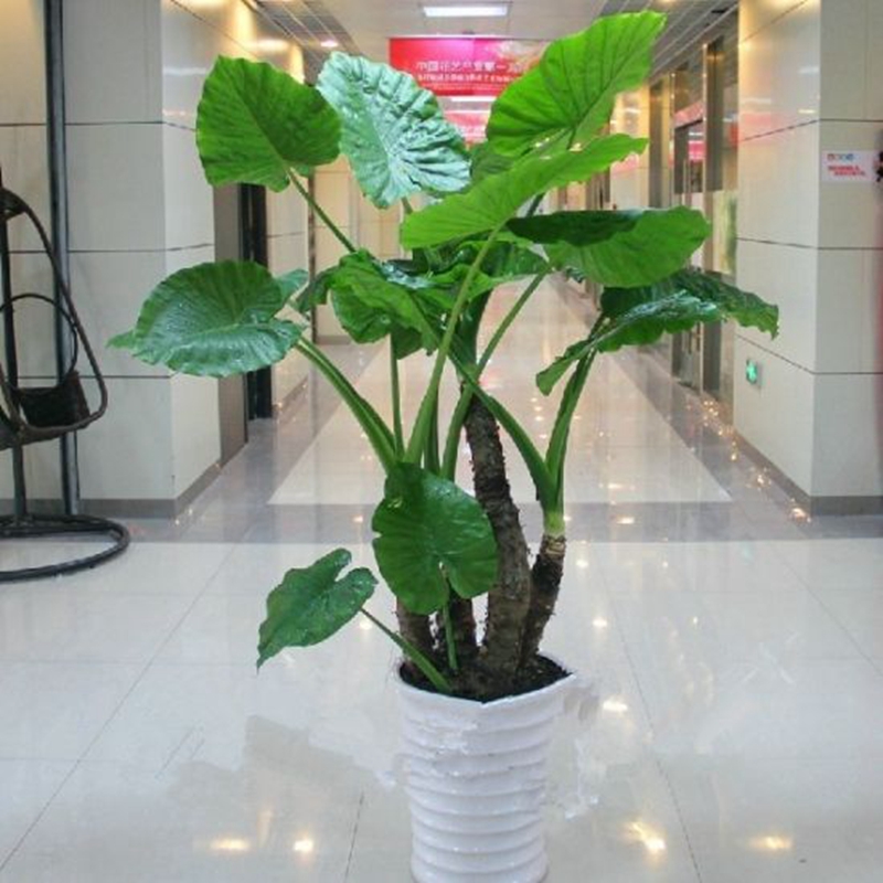 御春阁 滴水观音 水培盆栽 大苗 千手观音植物 水培绿植小盆栽室内花卉 不含盆 50-60cm高左右高性价比高么？