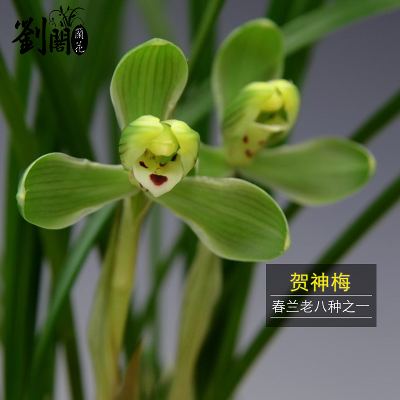 刘阁兰花苗 春兰老八种 贺神梅梅瓣 冬带花苞出售 好养室内花卉盆栽 5