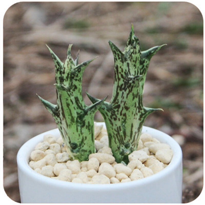 御卉阁 24款迷你仙人球 实生根 懒人易养护 仙人掌科 多肉盆栽 多肉