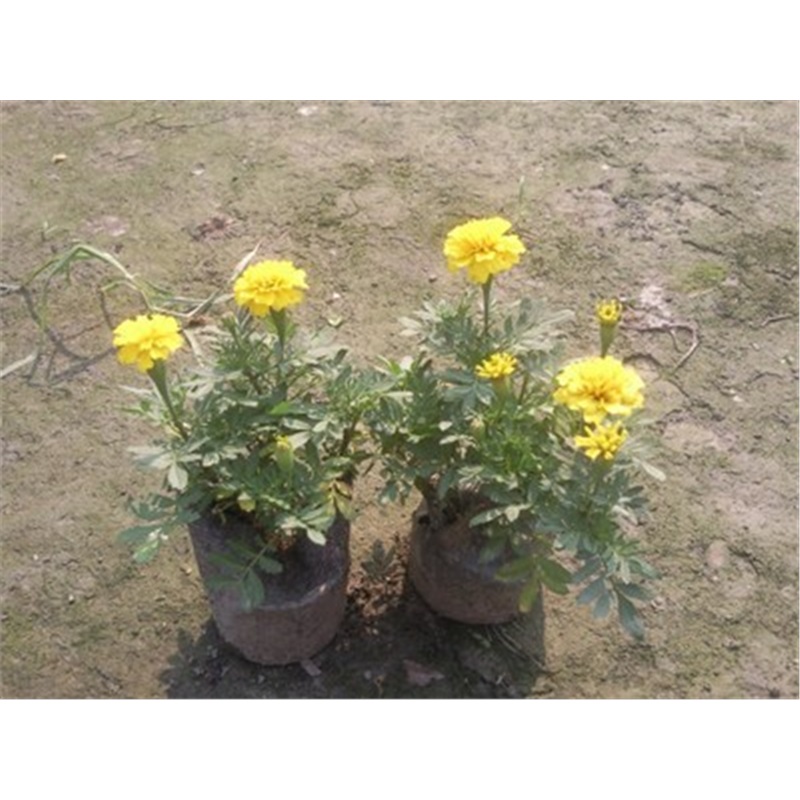 庭院盆栽孔雀草 孔雀草花苗 耐旱花期长 小万寿菊 草花苗孔雀菊-网.
