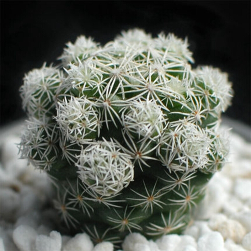 实生根 懒人易养护 仙人掌科 多肉盆栽 多肉植物  不含盆 白鸟3株