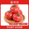 京觅山东普罗旺斯西红柿 净重4.5斤中大果 单果100g+番茄源头直发包邮