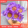 京东鲜花10枝紫色睡莲鲜花水养插花花束家庭客厅室内广州鲜花基地源头直发