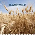 百味来Barilla意大利进口螺旋形意大利面500g低脂高蛋白儿童意面 图片 4