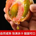 京鲜生 山东草莓番茄净重4.5斤单果50g+多产地发铁皮西红柿水果源头直发 图片 5