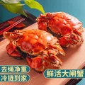 【活蟹】乾澄大闸蟹现货 全母蟹2.3-2.6两  6只 净重鲜活螃蟹海鲜生鲜中秋礼盒 图片 5