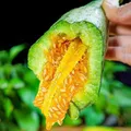 京鲜生 山东羊角蜜甜瓜 净重4.5斤起 单果300g+ 源头直发包邮 图片 5