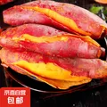 现挖沙地西瓜红蜜薯红薯新鲜农家糖心番薯烤地瓜山芋软糯批发包邮 西瓜红蜜薯9斤装 中大果含箱 图片 3