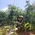 现摘沙瓤西红柿番茄可生吃现摘现发新鲜蔬菜减肥生鲜 番茄(单果100g+) 2斤 带箱 图片 8