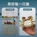 【活蟹】鱻谣大闸蟹全母2.5-2.8两4对8只去绳足重鲜活螃蟹现货生鲜蟹礼盒兴化 中秋送礼 图片 7