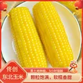 佟创 东北黄糯玉米棒 200g*10根