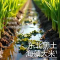 光合星球高钙海苔鲜脆米饼-30g 图片 2