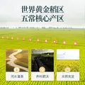 稻可道【新国标 特等五常大米】有机五常大米300g装 原粮稻花香2号 图片 6