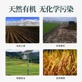 稻可道【新国标 特等五常大米】有机五常大米300g装 原粮稻花香2号 图片 4