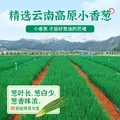 仲景 上海葱油拌面酱 葱油拌面拌粉酱荞麦面小香葱油汁炸酱面条酱 上海葱油230gx2瓶 图片 3