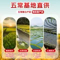 太粮 五常大米 东北大米 2025年新米 五常大米 5kg*1袋 图片 7