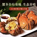 【活蟹】江问鱼 大闸蟹全母2.5两-2.8两 8只装 鲜活螃蟹生鲜中秋礼盒过节送礼 图片 6