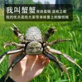 【活蟹】京觅盘锦河蟹网兜稻田蟹 全母10只蟹1-1.3两 中秋礼盒大闸蟹 去绳足重源头直发 图片 6