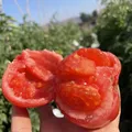 【东东买菜】攀枝花露天沙瓤西红柿新鲜水果蔬菜番茄酸甜 带箱2斤重单果80g起 2斤 图片 3
