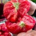 【东东买菜】攀枝花露天沙瓤西红柿新鲜水果蔬菜番茄酸甜 带箱2斤重单果80g起 2斤 图片 2