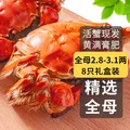 乾澄 大闸蟹 全母 2.8-3.1两 8只 鲜活 海鲜