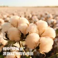 贝肽斯婴儿隔尿垫可水洗儿童纯棉老年人大尺寸防水成人尿垫幼儿园床垫 植物派对（天然彩棉-7A级抗菌除螨） 180x200cm（热卖款） 图片 3