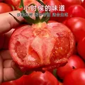 【新鲜夏柿】现摘山东普罗旺斯沙瓤口感西红柿生吃水果番茄包邮 5斤普罗旺斯西红柿 4.5斤 净重 中大果（单果125g+） 口感西红柿【自然成熟】 图片 3