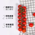 京鲜生&柿一家 串收樱桃番茄玲珑串净重1.5kg 小西红柿中秋礼盒源头直发 图片 2